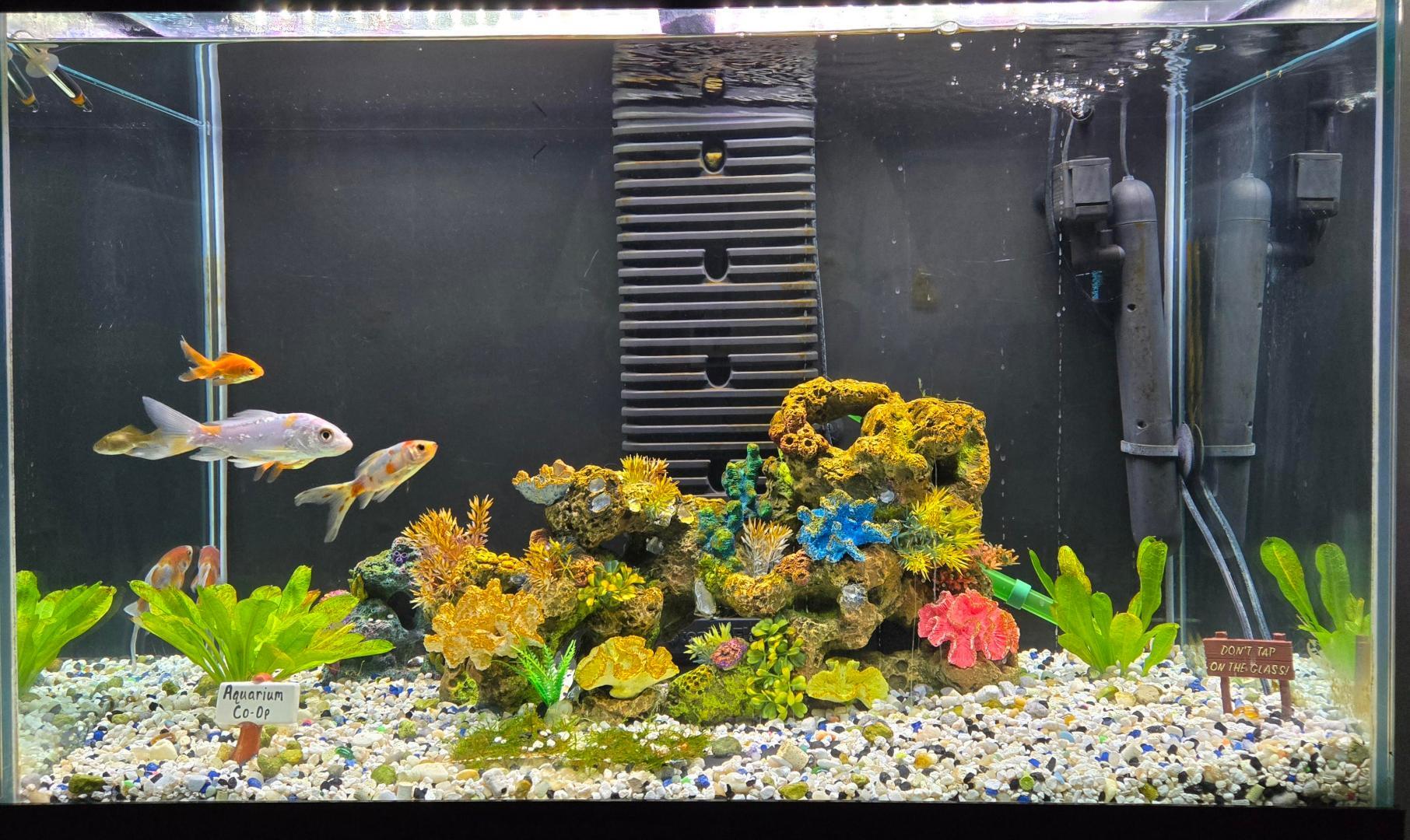 Farhaj's 65 Gallon journal - Photos, Videos & Journals - Aquarium Co-Op  Forum