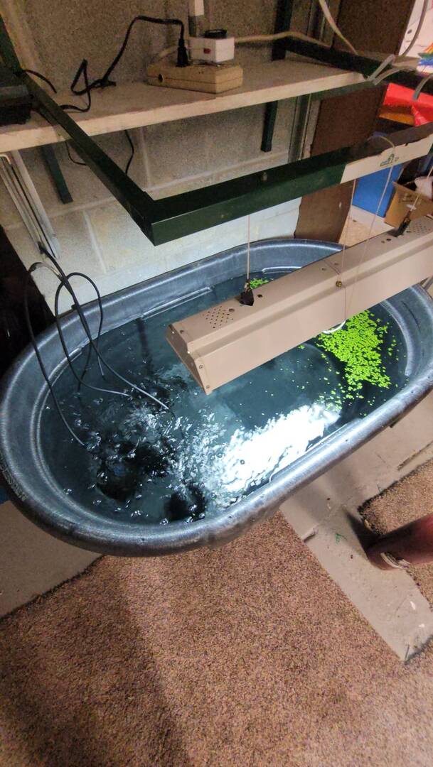 View of What to use in a Fishless Cycle? - General Chat - Aquarium Co-Op Forum