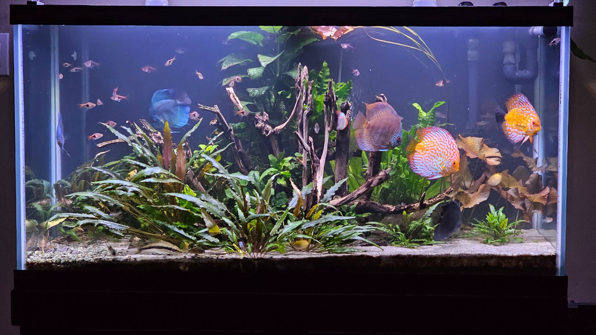 90gal planted discus/community tank - Photos, Videos & Journals - Aquarium  Co-Op Forum