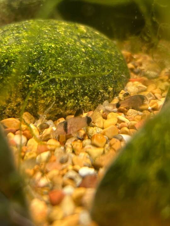 Baby Panda Cories - Fish Breeding - C.A.R.E.