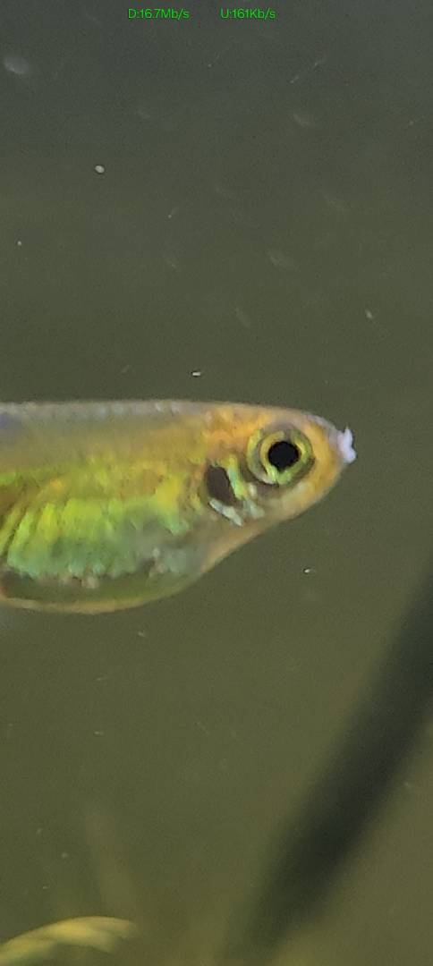 View of Neon Tetra Disease, Columnaris or something else? - Diseases - Aquarium ...