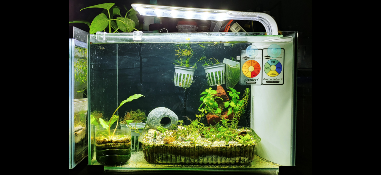 View of HelplessNewbie's 5g invertebrates tank - Page 2 - Photos, Videos ...