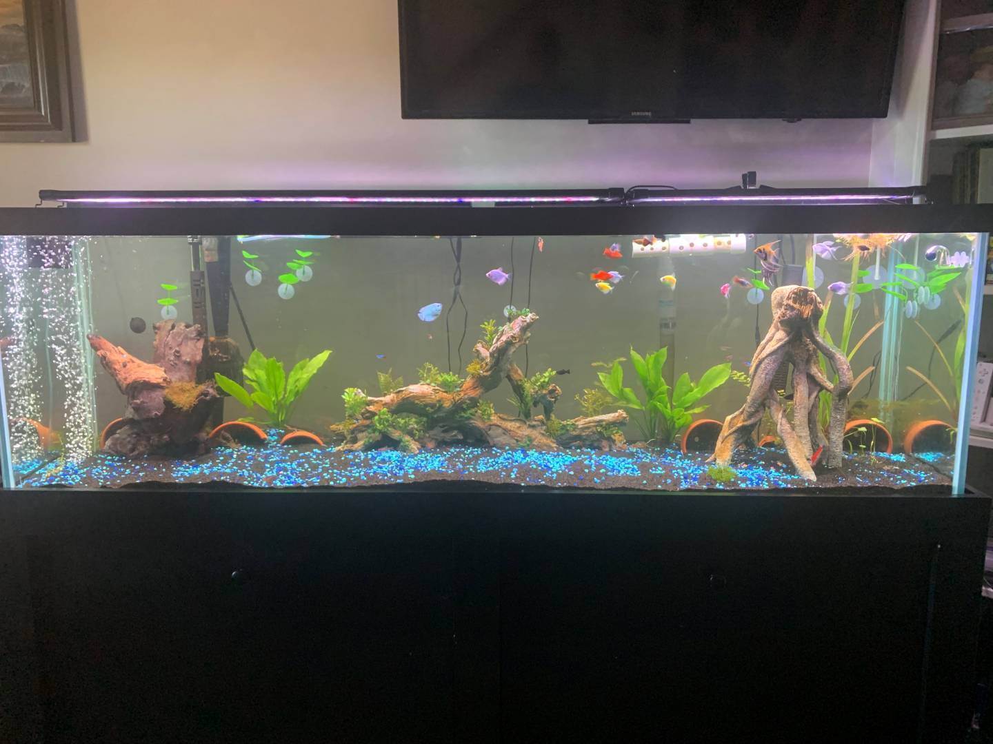 125 Gallon Petsmart 150 Gallon Tank Aquarium Accessories Fish Dealers Places That Buy Fish Tanks Near 125 Gallon Petsmart 150 Gallon Tank Aquarium Accessories Fish Dealers Places That Buy Fish Tanks Near