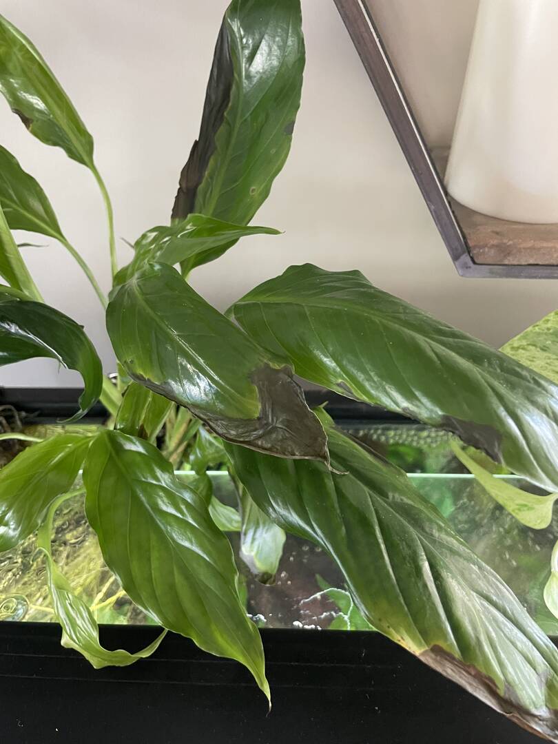 Peace Lillies - Plants, Algae, and Fertilizers - Aquarium Co-Op Forum