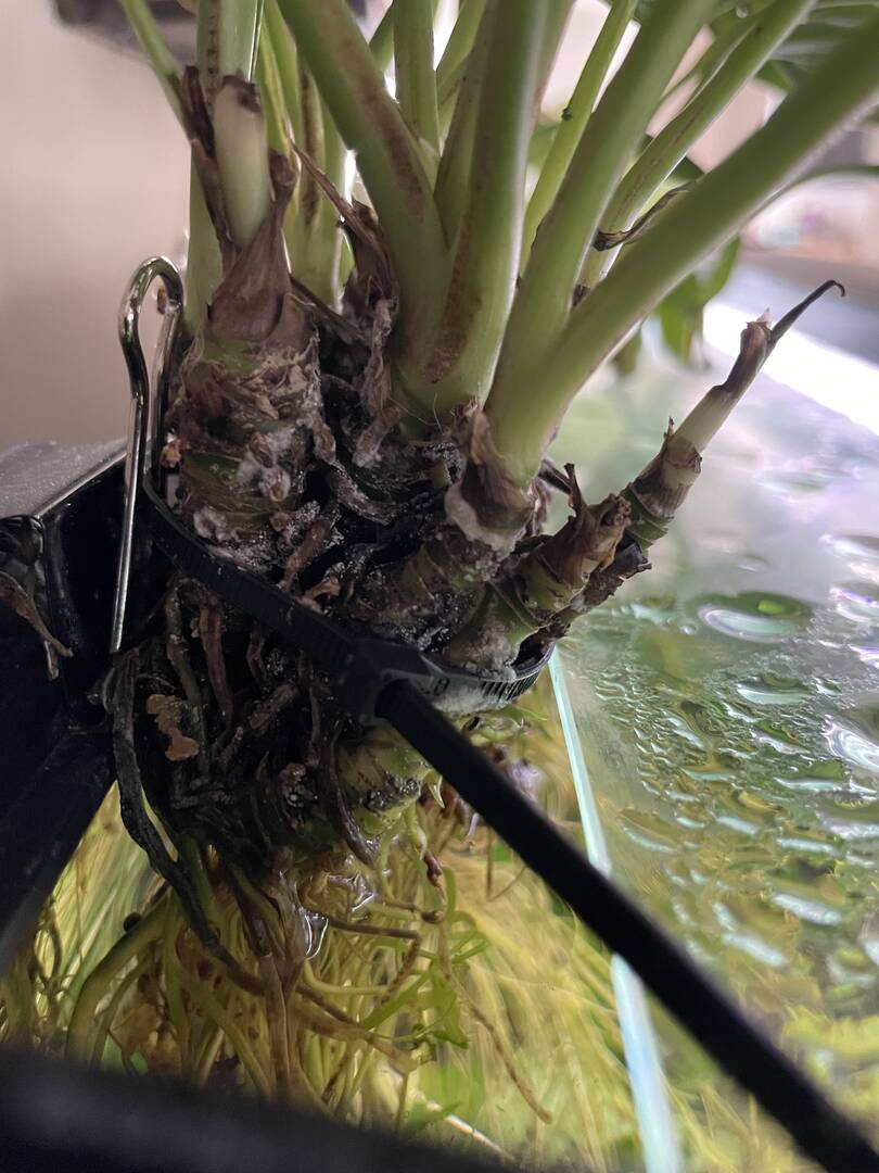 Peace Lillies - Plants, Algae, and Fertilizers - Aquarium Co-Op Forum