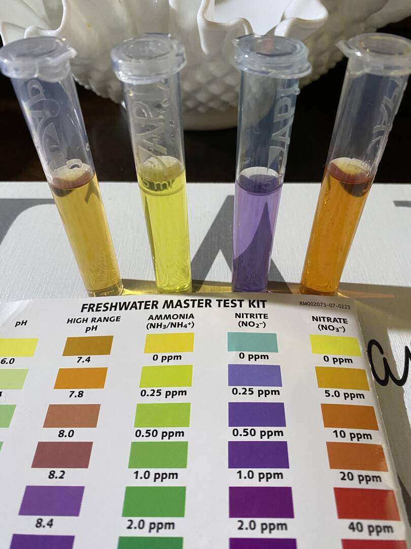 Beautiful view of Proper Aquarium Water Parameter Management
