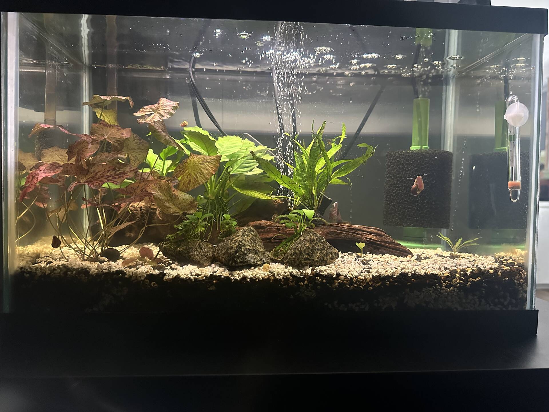 Sad java fern - Plants, Algae, and Fertilizers - Aquarium Co-Op Forum
