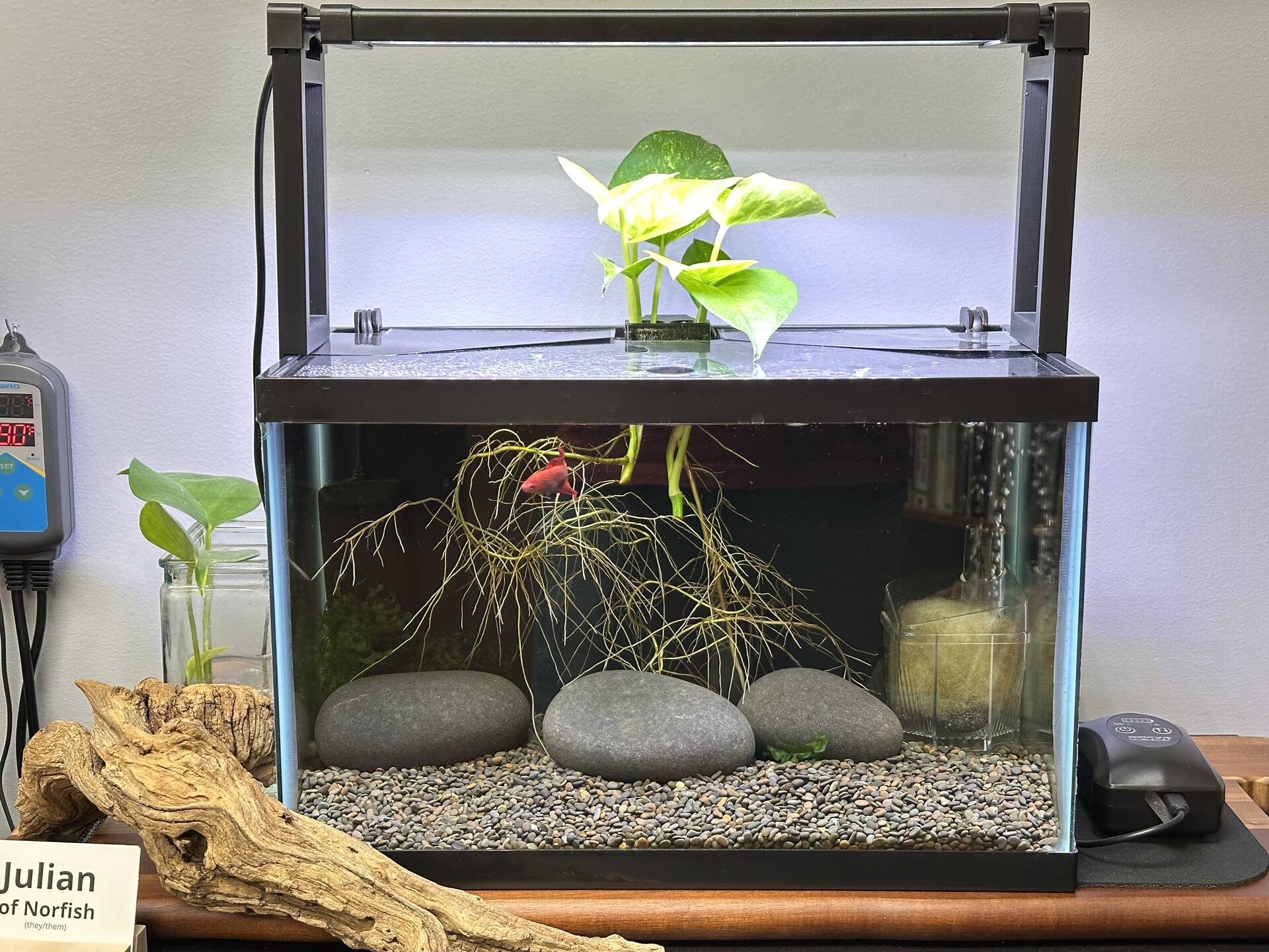 Trimming Pothos Roots or How Much Room Does a Betta Need - General Chat -  Aquarium Co-Op Forum