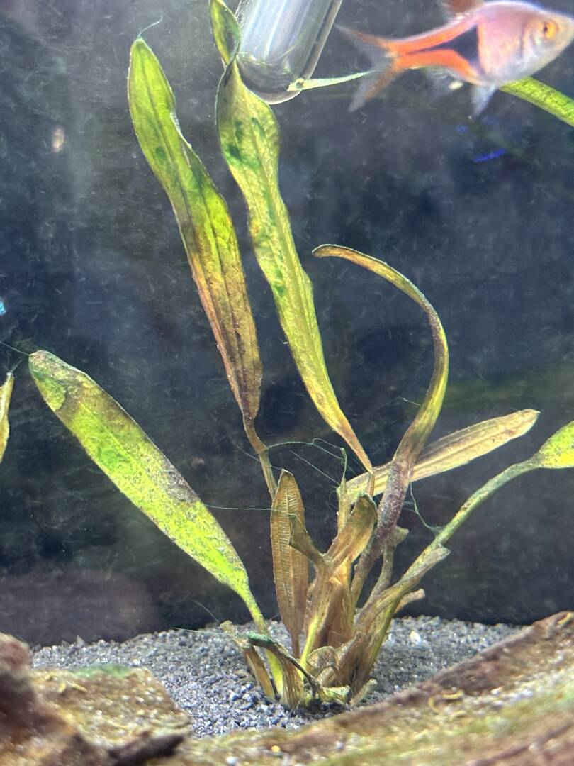 Iron deficiency? - Plants, Algae, and Fertilizers - Aquarium Co-Op Forum