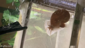 Mystery snail vs Filter - Snails Chat - Aquarium Co-Op Forum