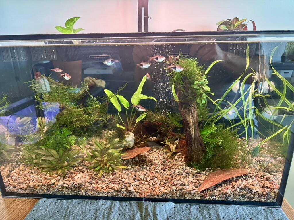 Image showcasing Algae Eater Recommendations - Plants, Algae, and Fertilizers - Aquarium ...