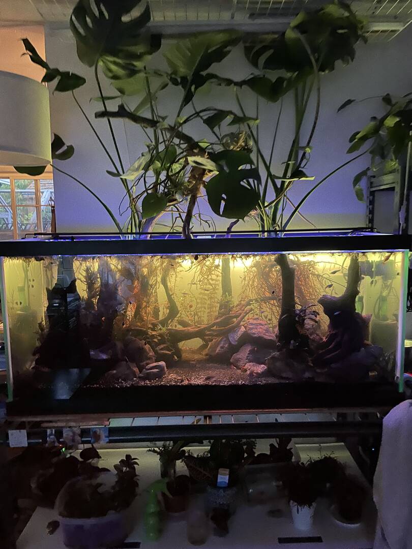 trimming monstera and pothos roots - Plants, Algae, and Fertilizers -  Aquarium Co-Op Forum