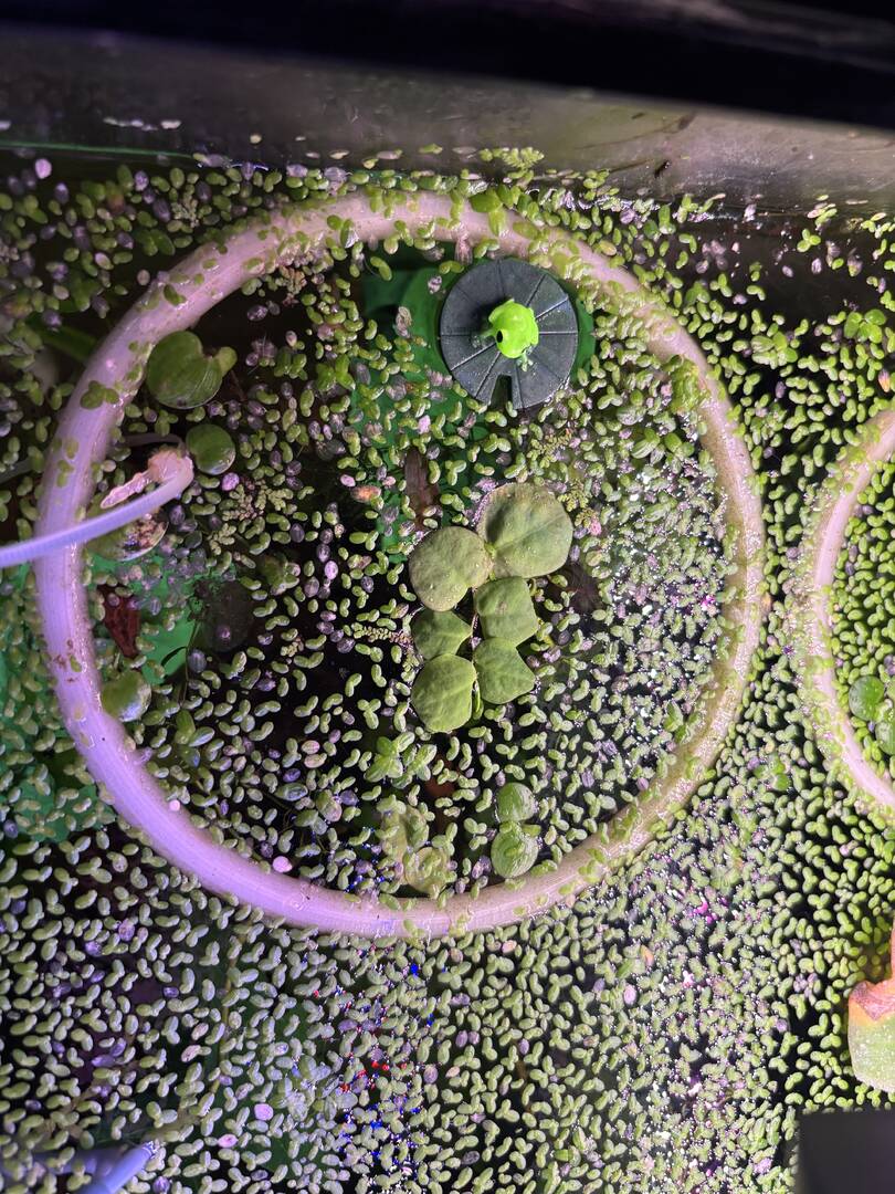 Curated visual reference: Visual Reference: Floating Plants Surface Agitation