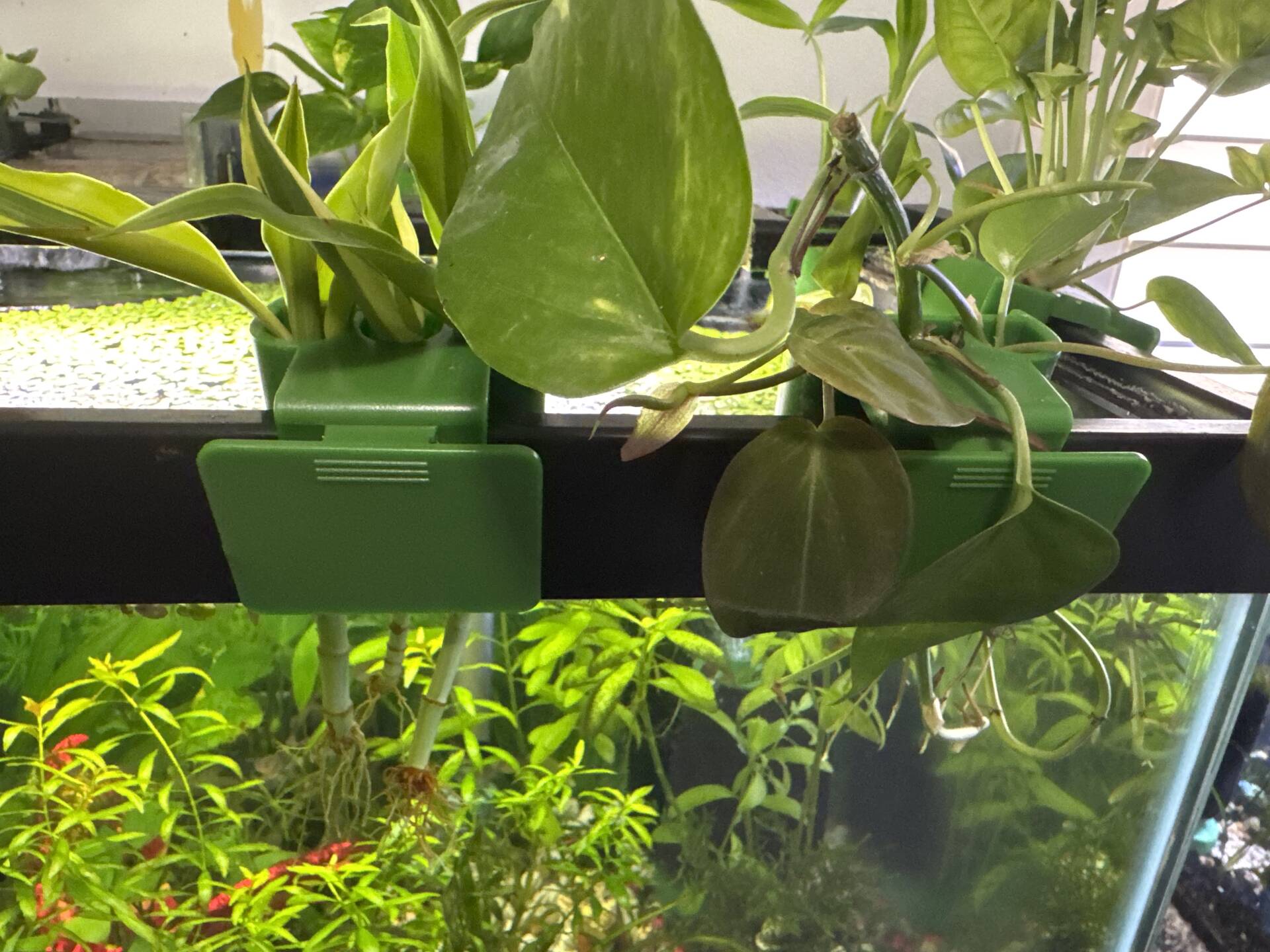 ISO - Pothos plant hanger - Aquarium DIY & 3D Printing - Aquarium Co-Op  Forum