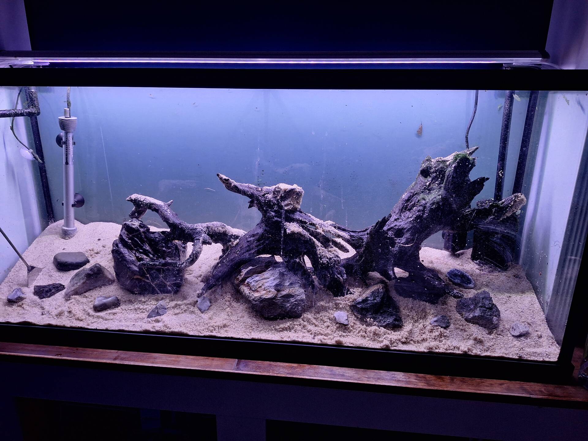 55 Gallon Home Office Bookshelf Community Tank Journal - Photos