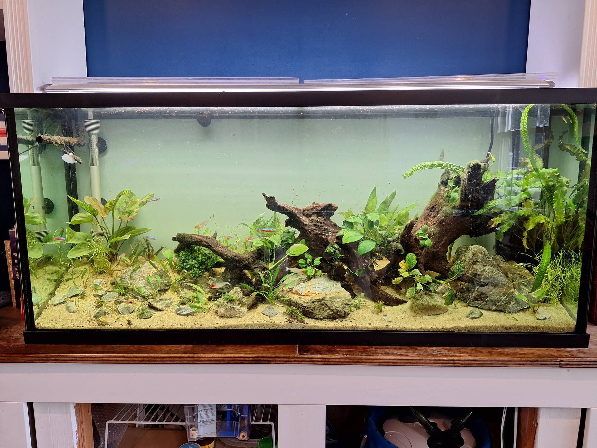 BUCK-TICK 会報 FISH TANK 011〜020 55 Gallon Home Office Bookshelf Community Tank Journal - Photos