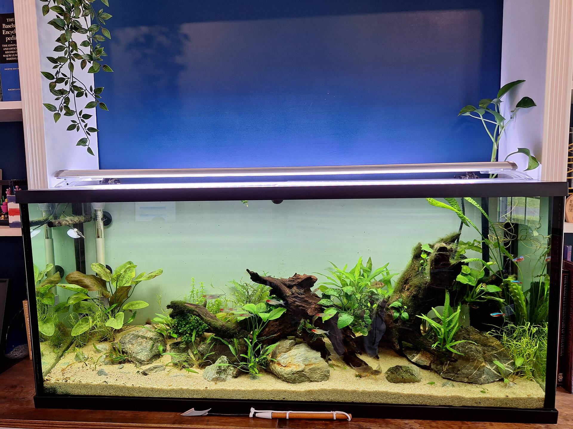 55 Gallon Home Office Bookshelf Community Tank Journal - Photos