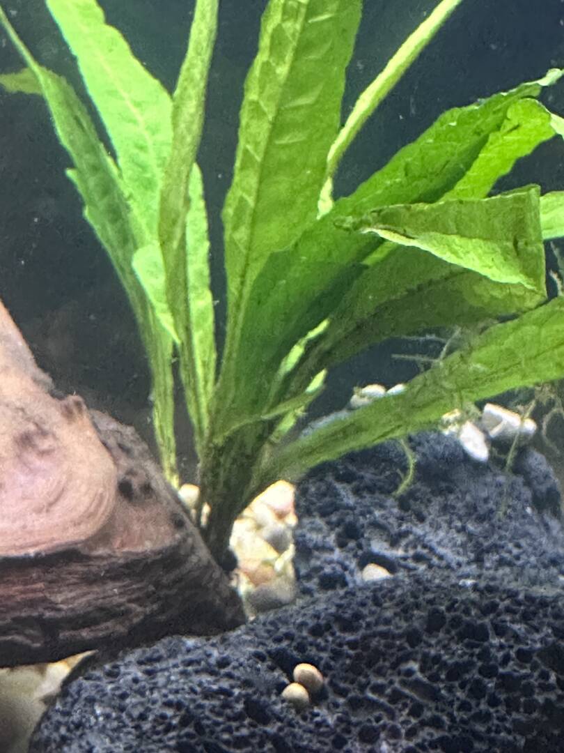 Obligatory is this normal plant melt? Post - Plants, Algae, and  Fertilizers - Aquarium Co-Op Forum