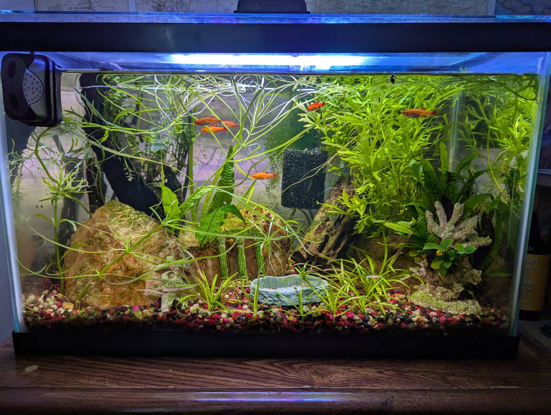 Plant Boom!! - Plants, Algae, and Fertilizers - Aquarium Co-Op Forum