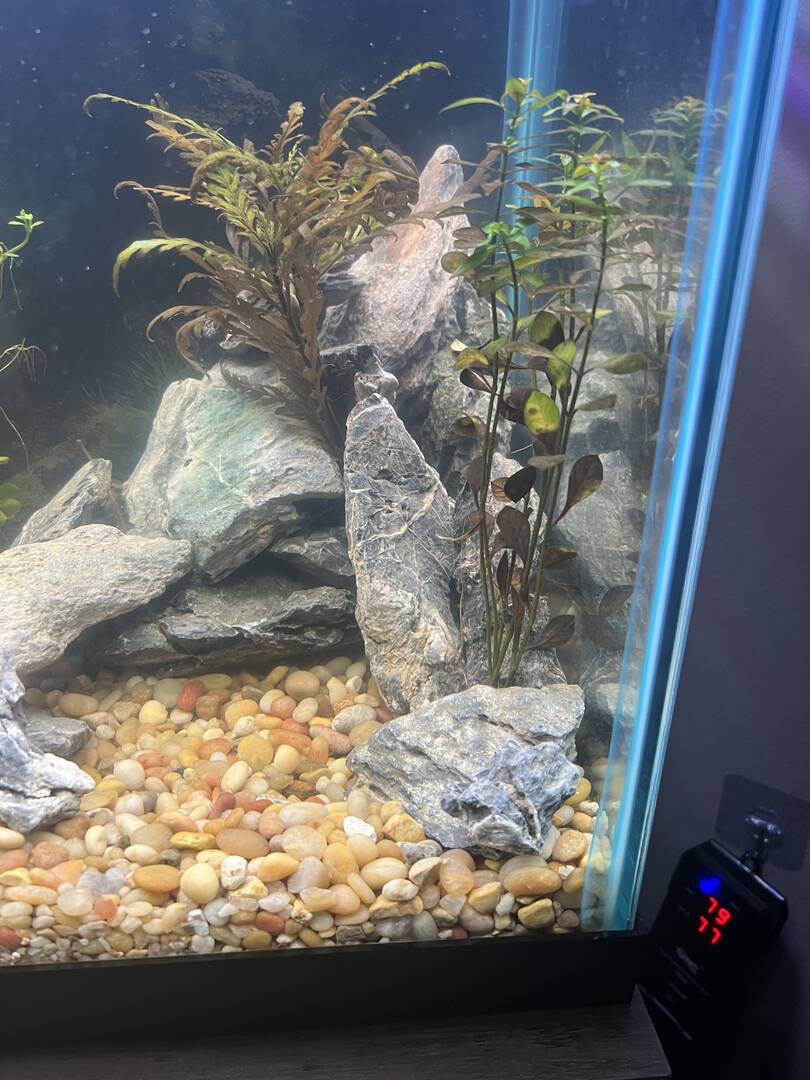 Plants dying? - General Chat - Aquarium Co-Op Forum