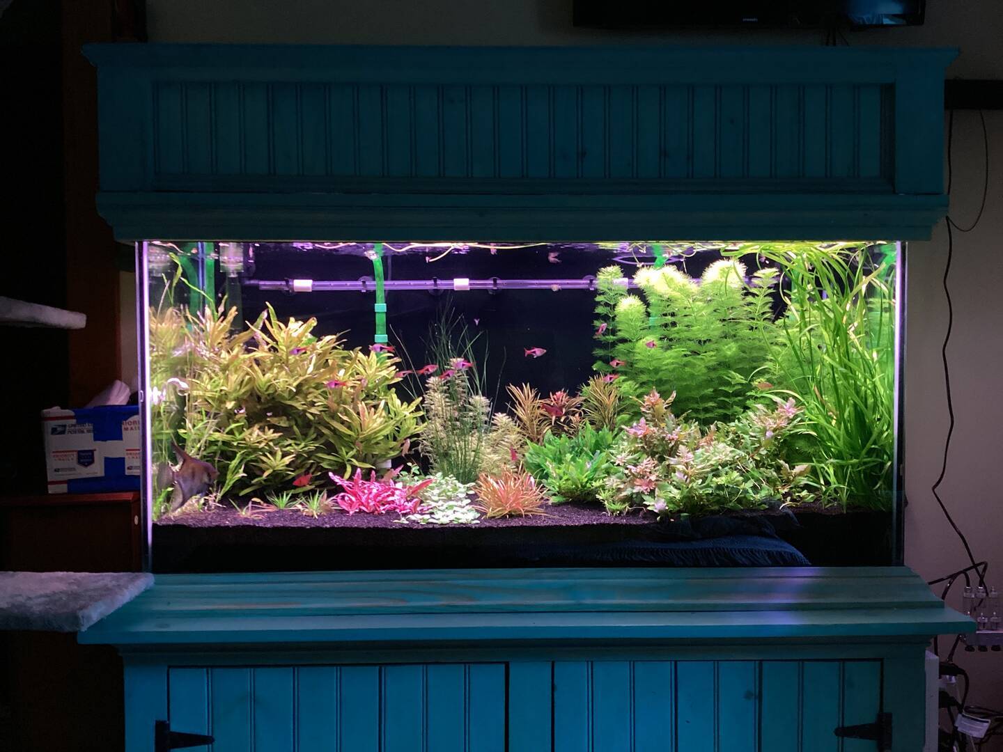 Fluval Plant 4.0 light - General Chat - Aquarium Co-Op Forum
