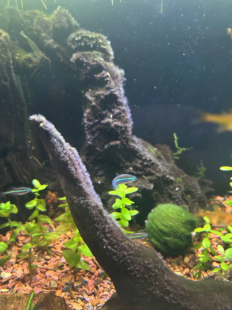 Algae ID - fuzzy algae on my driftwood - Plants, Algae, and