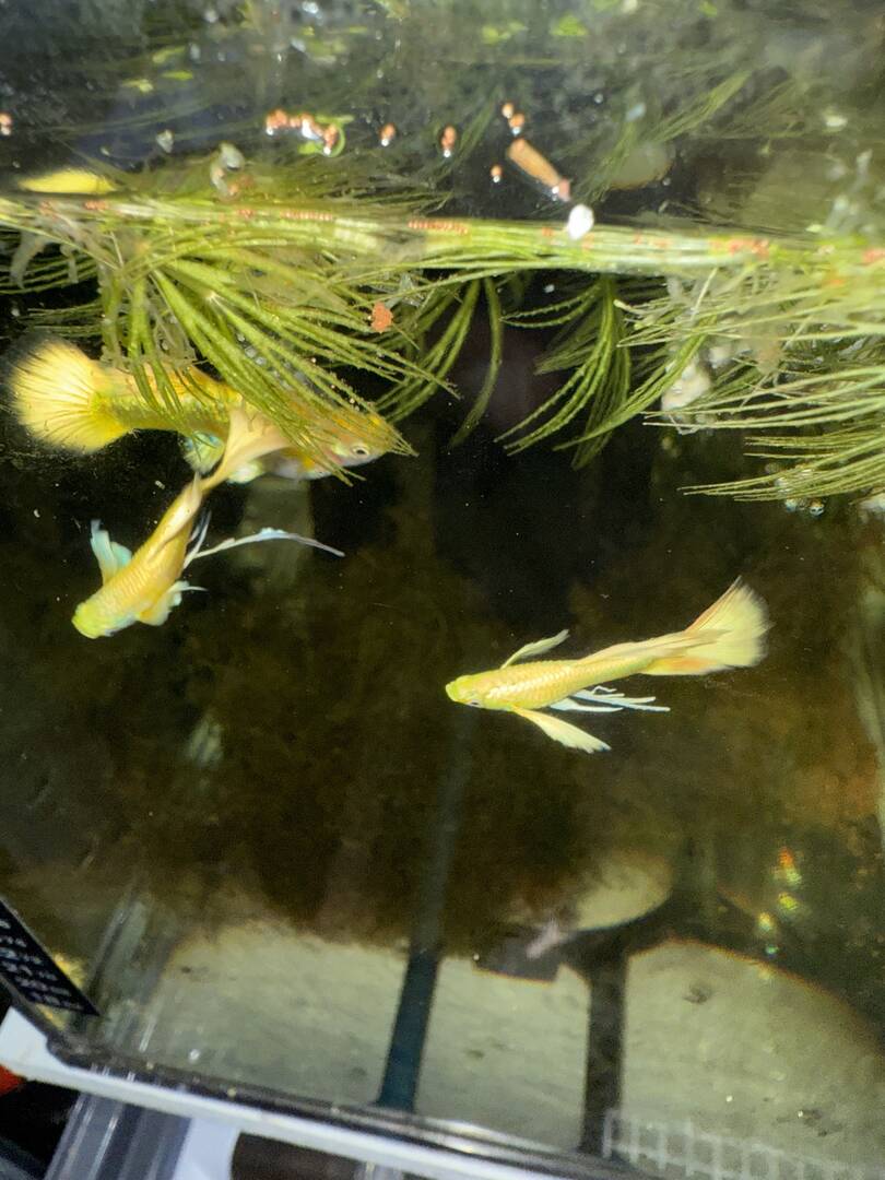 “24kt” Gold Guppy Strain - Fish Breeding - Aquarium Co-Op Forum
