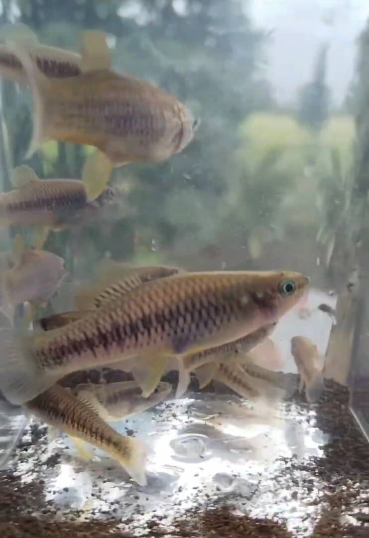 Wild caught fish color transformation - General Chat - Aquarium Co-Op Forum