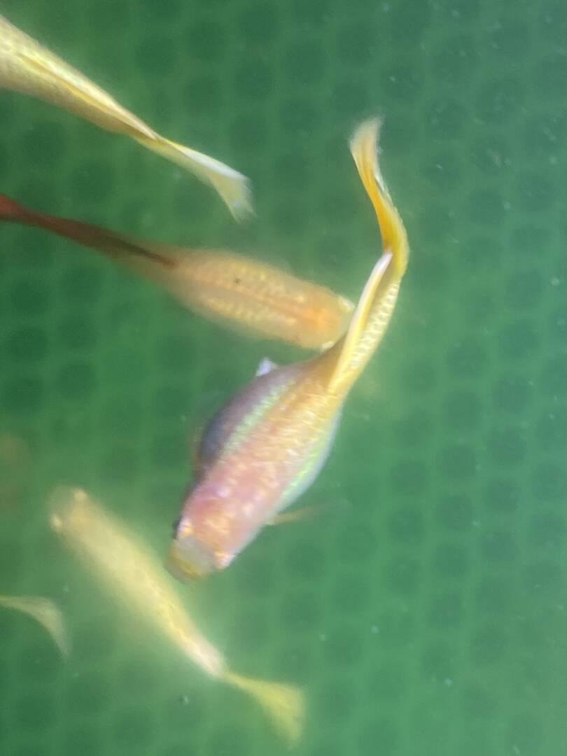 “24kt” Gold Guppy Strain - Fish Breeding - Aquarium Co-Op Forum