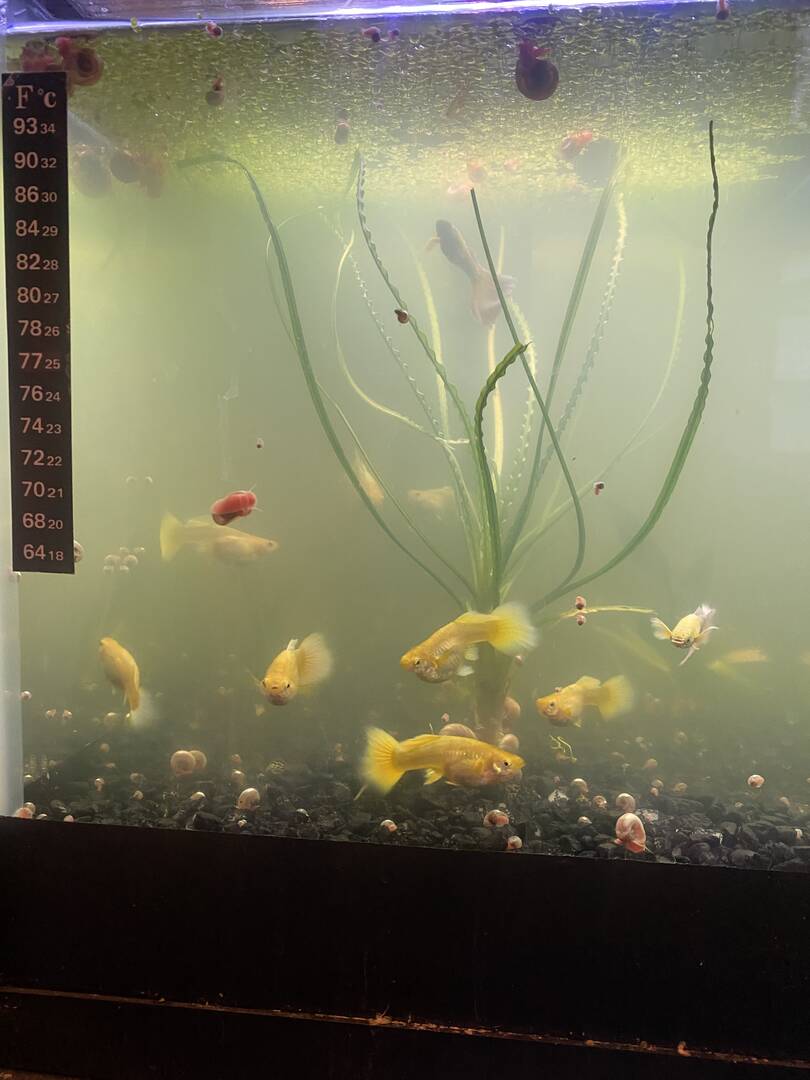 “24kt” Gold Guppy Strain - Fish Breeding - Aquarium Co-Op Forum