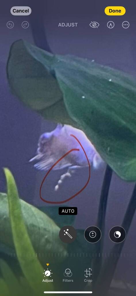 Betta Fish with Stringy Thing Hanging From Bottom - Diseases - Aquarium ...