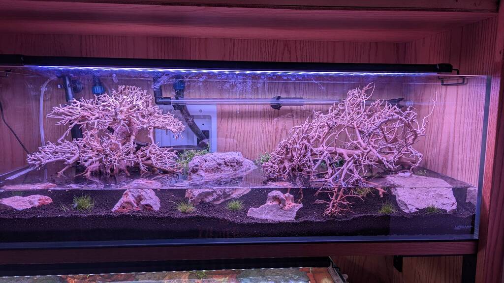 My Other 22 Gallon Bookshelf Tank (Death Valley) - Photos, Videos