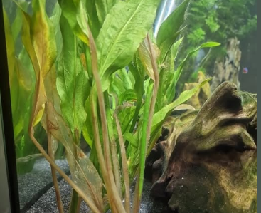 Help! My Aquarium Plants Are Turning Brown and Melting  What Should I Do?  - General Chat - Aquarium Co-Op Forum