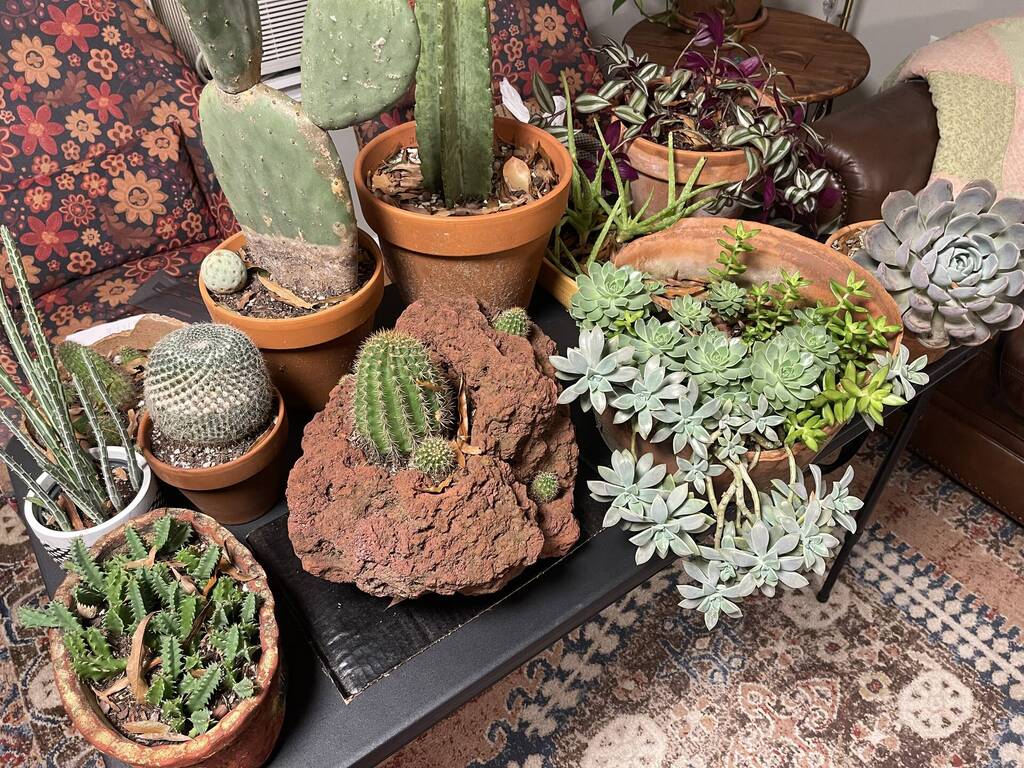 Any catus/succulent moms and dads here?  - Off Topic General - Aquarium  Co-Op Forum