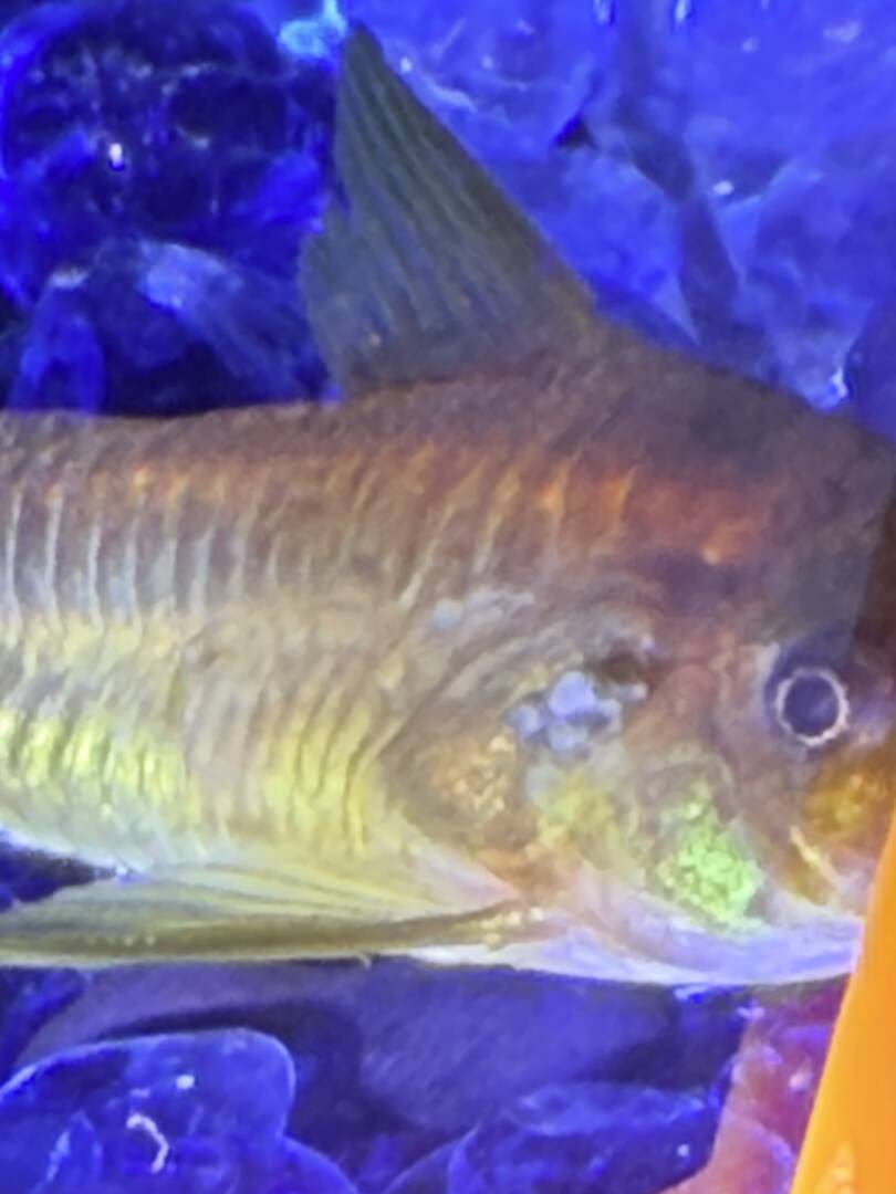 Curated visual reference: Picture Idea: Are These Gill Flukes Diseases Aquarium Co Op Forum