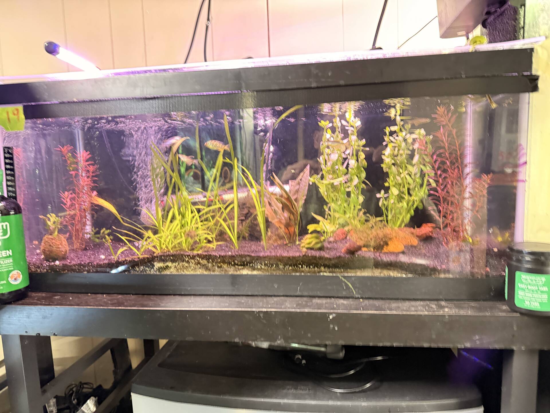 Planted tank loves - Photos, Videos & Journals - Aquarium Co-Op Forum