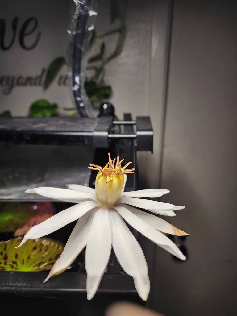 Red tiger lotus blooming? - Plants, Algae, and Fertilizers