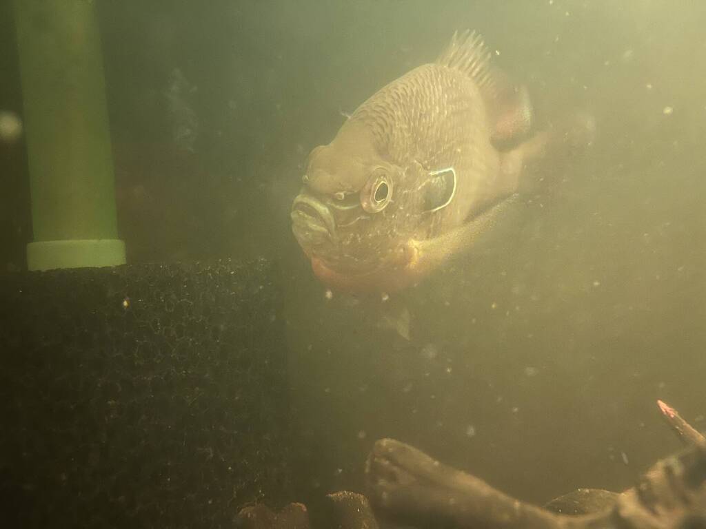 Snapshot of Gill Fluke Symptoms Diseases Aquarium Co Op Forum