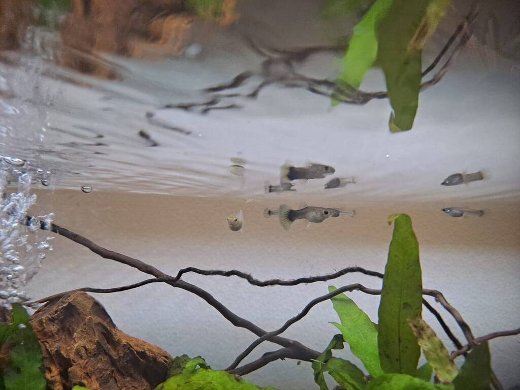 Thumbnail for Gill Infection Diseases Aquarium Co Op Forum