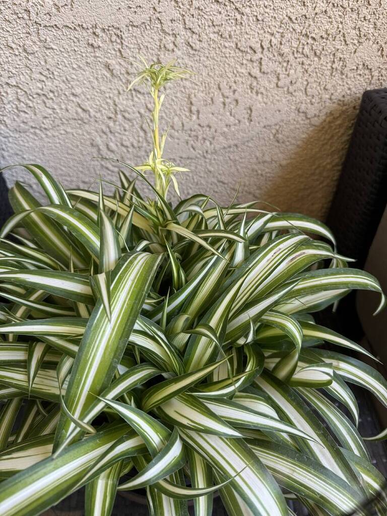 Spider Plant help - Plants, Algae, and Fertilizers - Aquarium Co-Op Forum