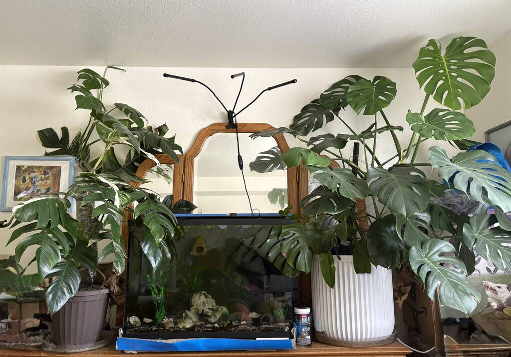 Plant VS tank lol - Photos, Videos & Journals - Aquarium Co-Op Forum