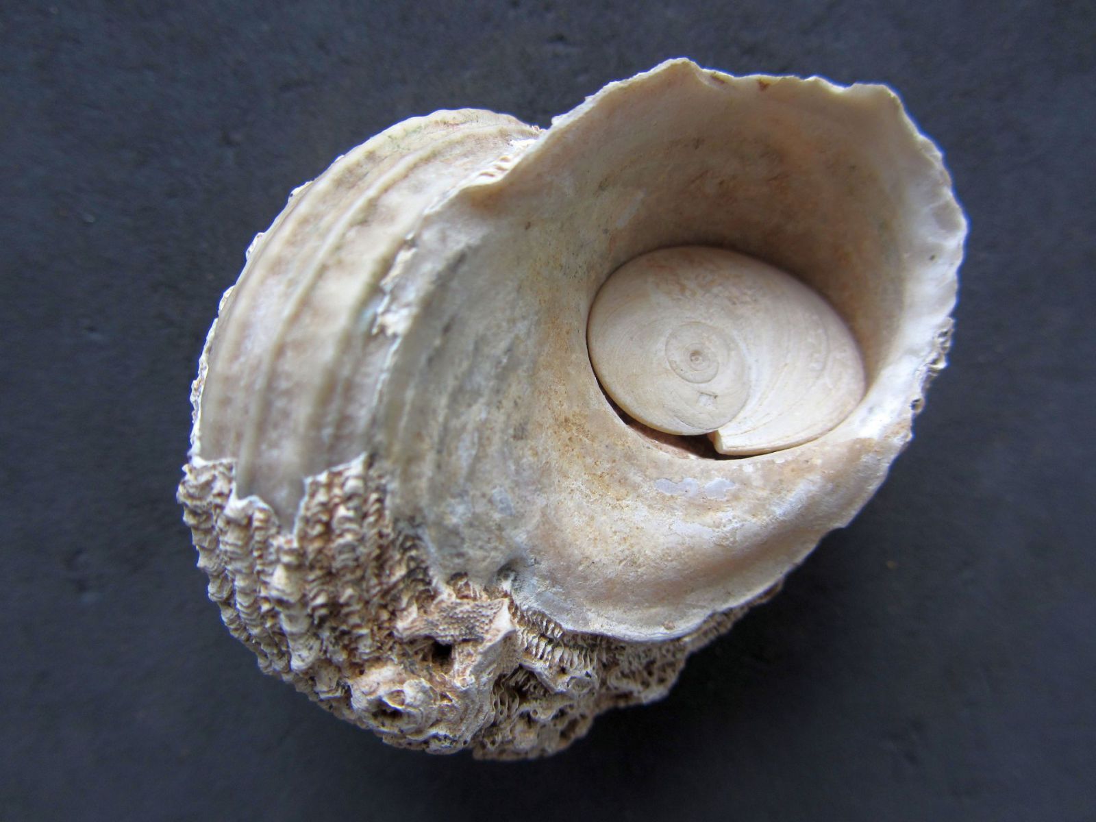 Astraea Rugosa Linnaeus 1767 With Operculum Member Collections astraea-rugosa-linnaeus-1767-with-operculum-member-collections