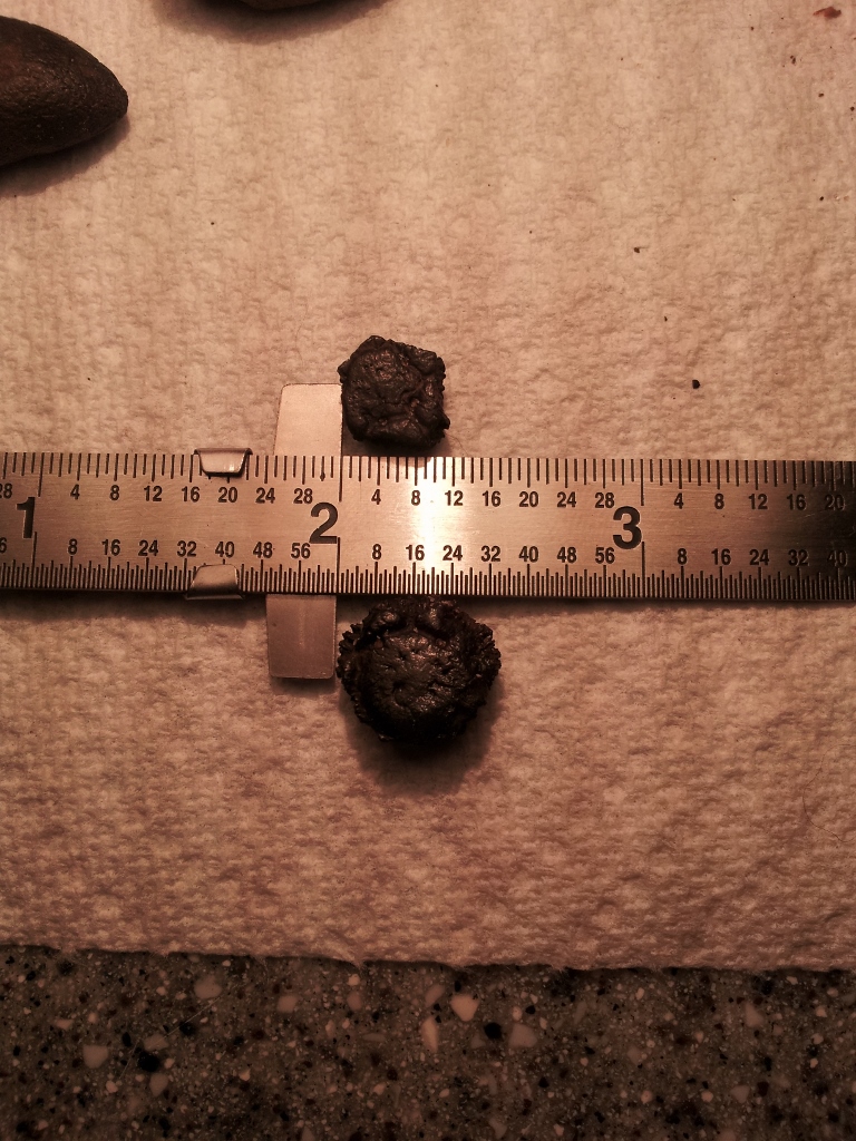 Florida Creek Hunting - Fossil Hunting Trips - The Fossil Forum