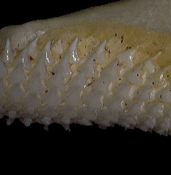extant-chiloscyllium-punctatum-brownbanded-bamboo-shark-jaws