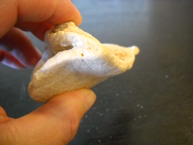 Crystallized Shell? - Fossil ID - The Fossil Forum