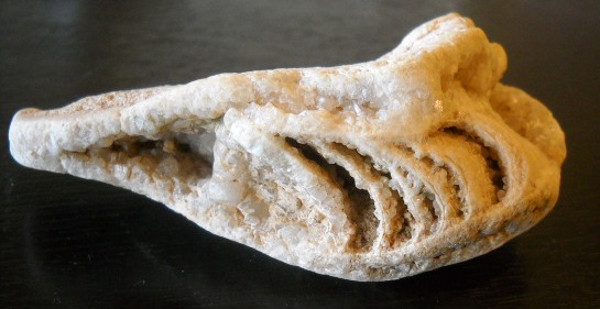 Crystallized Shell? - Fossil ID - The Fossil Forum