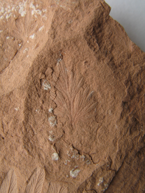 Carboniferous Plants From Poland - Fossil ID - The Fossil Forum