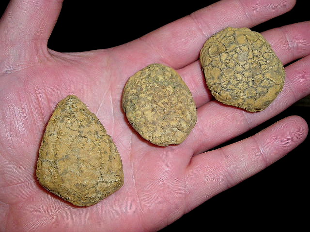 Has Anyone Ever Seen Rocks Like These? - Rocks & Minerals - The Fossil ...