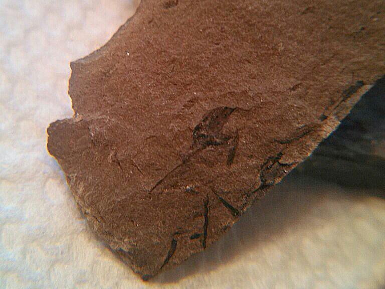 Plant Material Or Something Else? - Fossil ID - The Fossil Forum