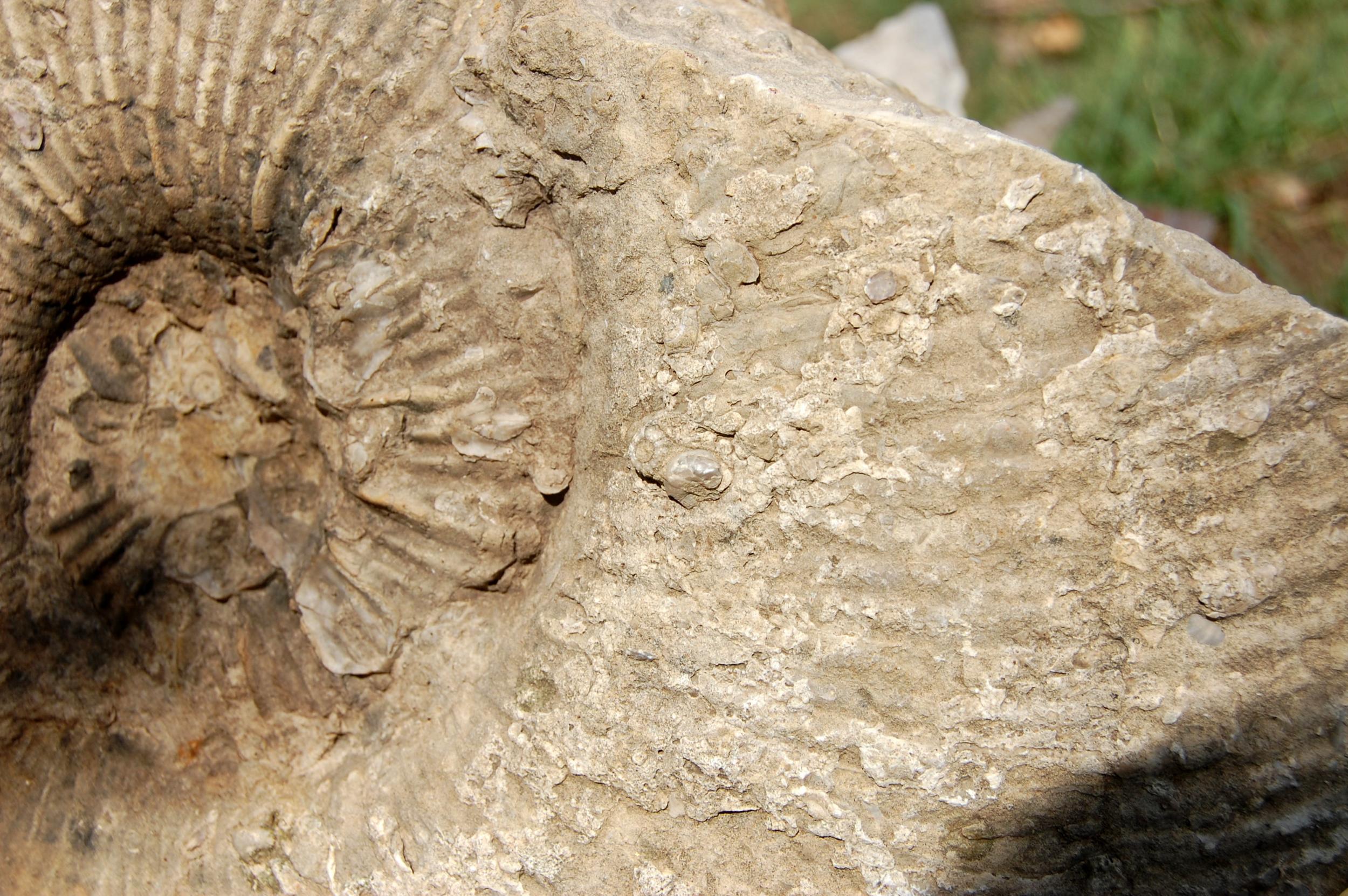 20 Years Of Texas Ammonites - Member Collections - The Fossil Forum